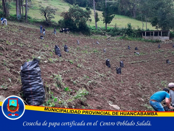 COSECHA DE PAPA CERTIFICADA EN EL CENTRO POBLADO SALALÁ