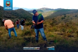 SIEMBRAN PLANTONES DE PINO EN EL CASERÍO DE PAN DE AZÚCAR Y CASCAPAMPA